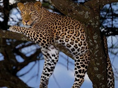 African_leopard_male_(cropped)