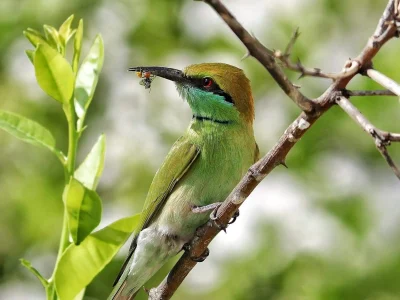 bee-eater-india