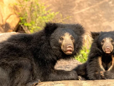 daroji-sloth-bear-mother-cub-frontal-akshay-manwani_izkmcz