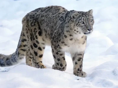 snow-leopard-expedition-india